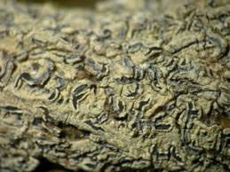 Attēlu rezultāti vaicājumam “Phaeographis dendritica”