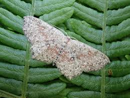 Attēlu rezultāti vaicājumam “Cyclophora pendularia”