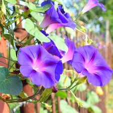 Image result for Prunkwinde