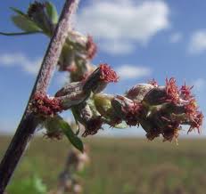 Attēlu rezultāti vaicājumam “Artemisia vulgaris flower”
