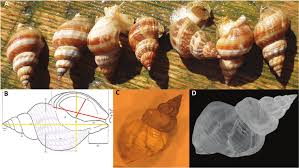 Image result for Buccinum undatum