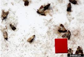 Attēlu rezultāti vaicājumam “Plodia interpunctella”