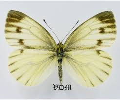 Attēlu rezultāti vaicājumam “Pieris napi male”