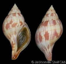 Image result for Cinctura hunteria