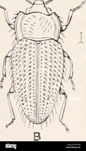 Attēlu rezultāti vaicājumam “Endomychidae”