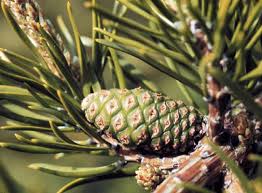 Attēlu rezultāti vaicājumam “Pinus banksiana”