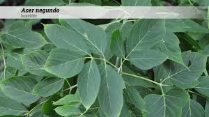 Attēlu rezultāti vaicājumam “Acer negundo leaf”