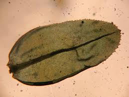 Attēlu rezultāti vaicājumam “Aulacomnium”