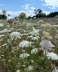Image result for Daucus carota