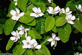 Attēlu rezultāti vaicājumam “Cydonia oblonga flower”