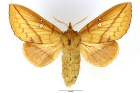 Attēlu rezultāti vaicājumam “Euthrix potatoria”