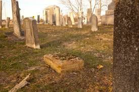 Attēlu rezultāti vaicājumam “Schistidium apocarpum macro”