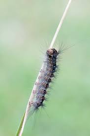 Attēlu rezultāti vaicājumam “Lymantria dispar”