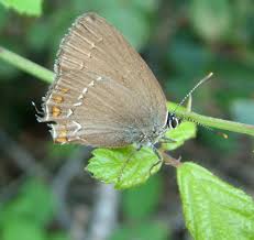 Attēlu rezultāti vaicājumam “Satyrium ilicis”