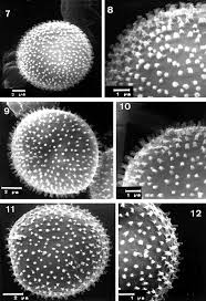 Attēlu rezultāti vaicājumam “Badhamia panicea”