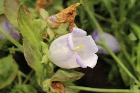 Image result for Campanula formanekiana