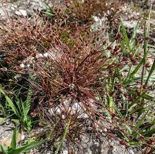 Attēlu rezultāti vaicājumam “Juncus bulbosus leaf”