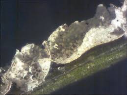 Attēlu rezultāti vaicājumam “Badhamia melanospora spores”