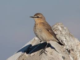 Attēlu rezultāti vaicājumam “Oenanthe oenanthe female”