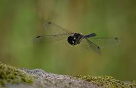 Attēlu rezultāti vaicājumam “Sympetrum danae”