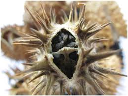 Attēlu rezultāti vaicājumam “Datura stramonium fruit”