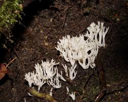 Attēlu rezultāti vaicājumam “Clavulina coralloides”
