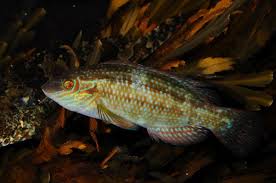 Image result for Symphodus melops