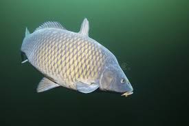 Image result for Cyprinus carpio
