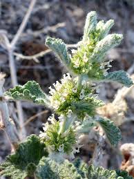 Image result for Marrubium vulgare