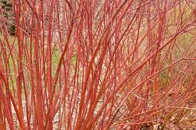 Attēlu rezultāti vaicājumam “Cornus sericea”