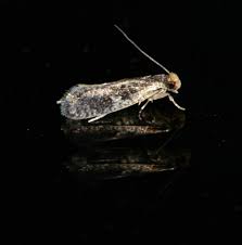 Attēlu rezultāti vaicājumam “Monopis weaverella”