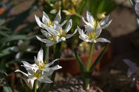 Attēlu rezultāti vaicājumam “Colchicum szovitsii subsp. szovitsii”