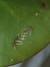 Attēlu rezultāti vaicājumam “Ranatra linearis”