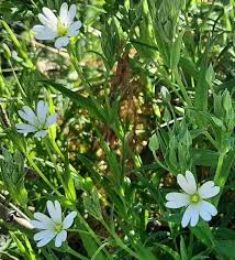 Attēlu rezultāti vaicājumam “Stellaria holostea flower”