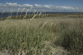 Attēlu rezultāti vaicājumam “Ammophila arenaria”