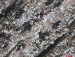 Attēlu rezultāti vaicājumam “Xylographa paralella”