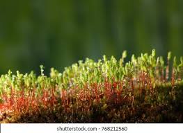 Attēlu rezultāti vaicājumam “Pohlia nutans sporophyte”