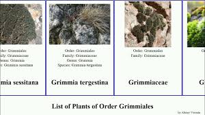 Attēlu rezultāti vaicājumam “Grimmia muehlenbeckii”