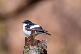 Attēlu rezultāti vaicājumam “Ficedula hypoleuca male”