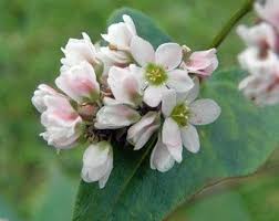 Attēlu rezultāti vaicājumam “Fagopyrum esculentum fruit”