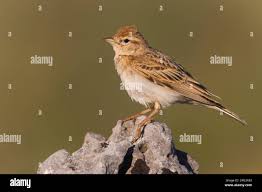 Image result for Calandrella brachydactyla