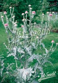 Image result for Onopordum acanthium