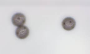 Attēlu rezultāti vaicājumam “Physarum viride var. aurantium”