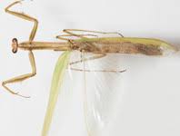 Attēlu rezultāti vaicājumam “Dasytidae”