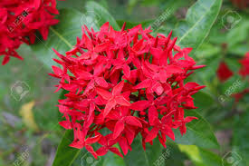 Attēlu rezultāti vaicājumam “Rubiaceae”