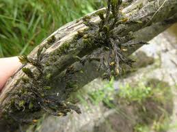 Attēlu rezultāti vaicājumam “Orthotrichum, Nyholmiella”