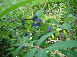Attēlu rezultāti vaicājumam “Lonicera caprifolium fruit”