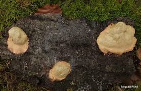 Attēlu rezultāti vaicājumam “Fuligo luteonitens macro”