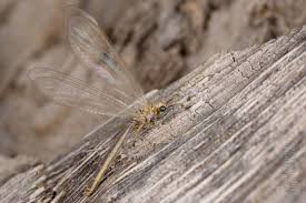 Attēlu rezultāti vaicājumam “Myrmeleontidae imago”
