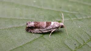 Attēlu rezultāti vaicājumam “Epinotia ramella”